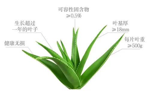 完美芦荟原料是怎么来的,如何把关?